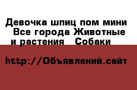 Девочка шпиц пом мини - Все города Животные и растения » Собаки   
